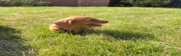 Miniature Dachshund dogs for sale: READY TO LEAVE🏆💙💖 KC REG 5 STAR BREEDER💙💖🏆 - Advert 28