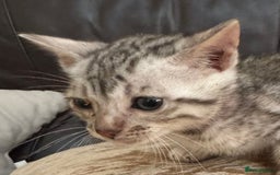 Bengal cats for sale: Pure SBT Charcoal Silver Bengal Kittens  - Image 5