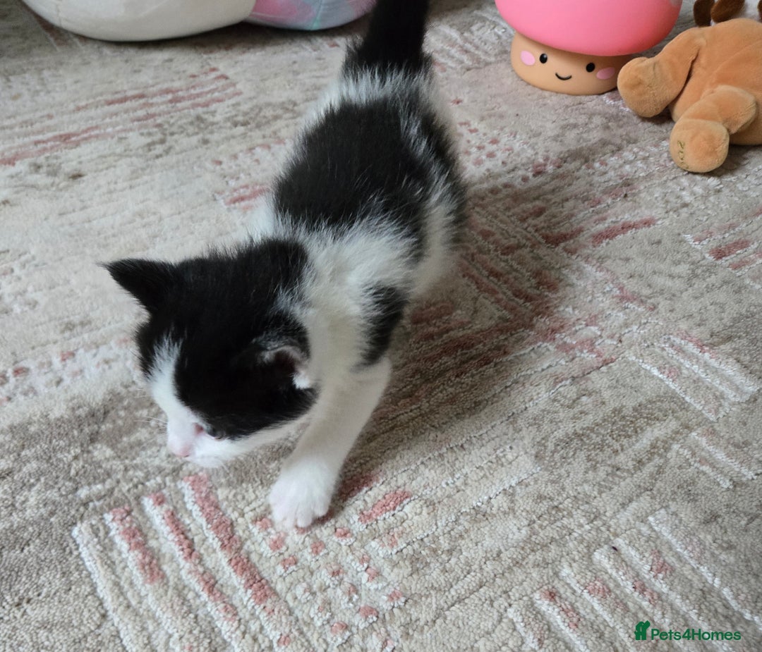 Mixed Breed cats for sale: Pretty black and white fluffy kittens - Image 7