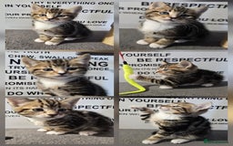 Mixed Breed cats for sale: Sweet little Girls - Image 5