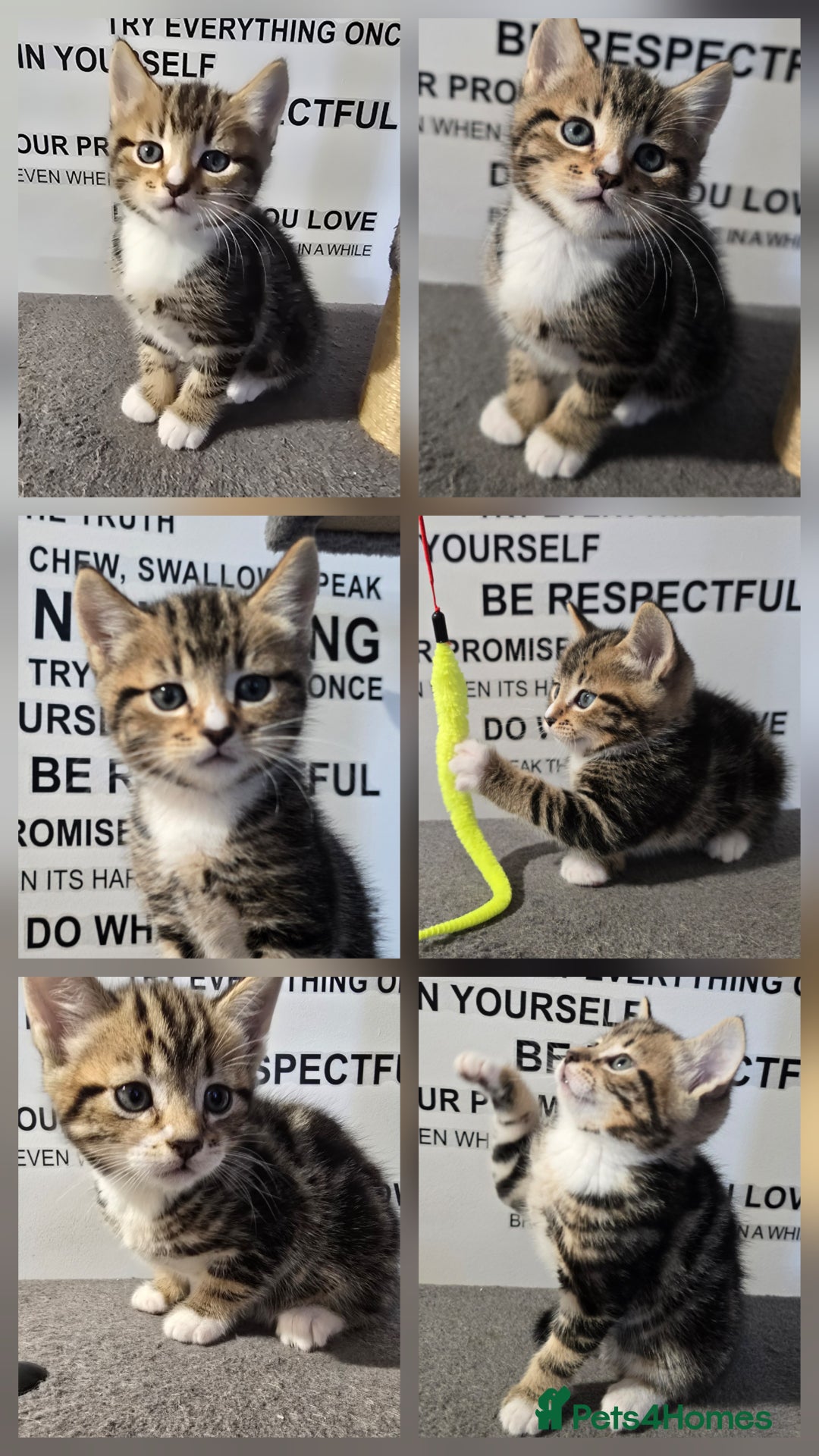 Mixed Breed cats for sale: Sweet little Girls - Image 5