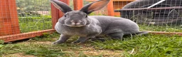 Rex rabbits for sale: Pedigree velvet Rex available  - Advert 4