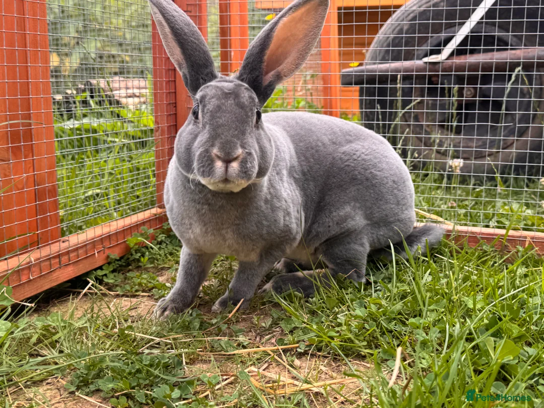 Rex rabbits for sale: Pedigree velvet Rex available  - Advert 4