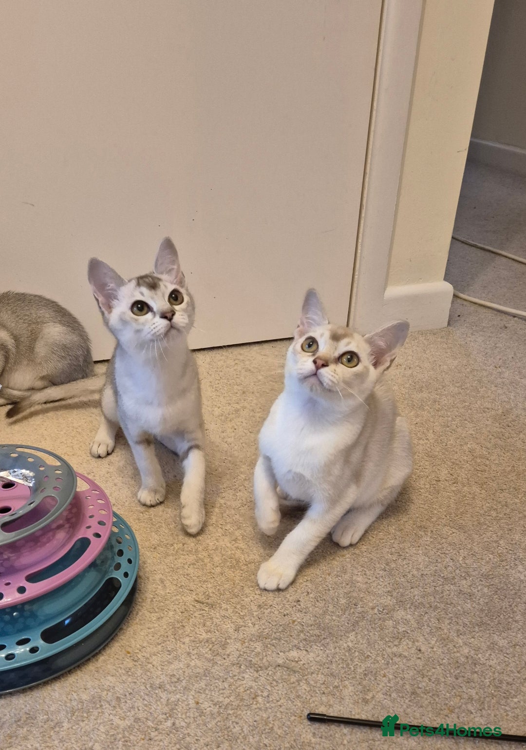 Burmilla cats for sale: Pedigree Burmilla Kittens - Advert 7