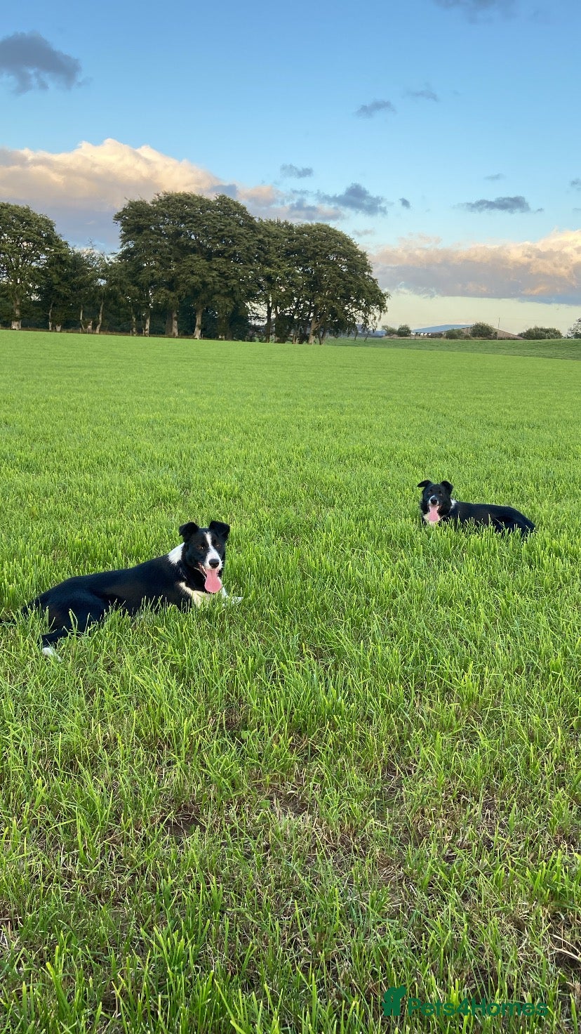 Border Collie dogs Border Collie Puppies💙 - Advert 1