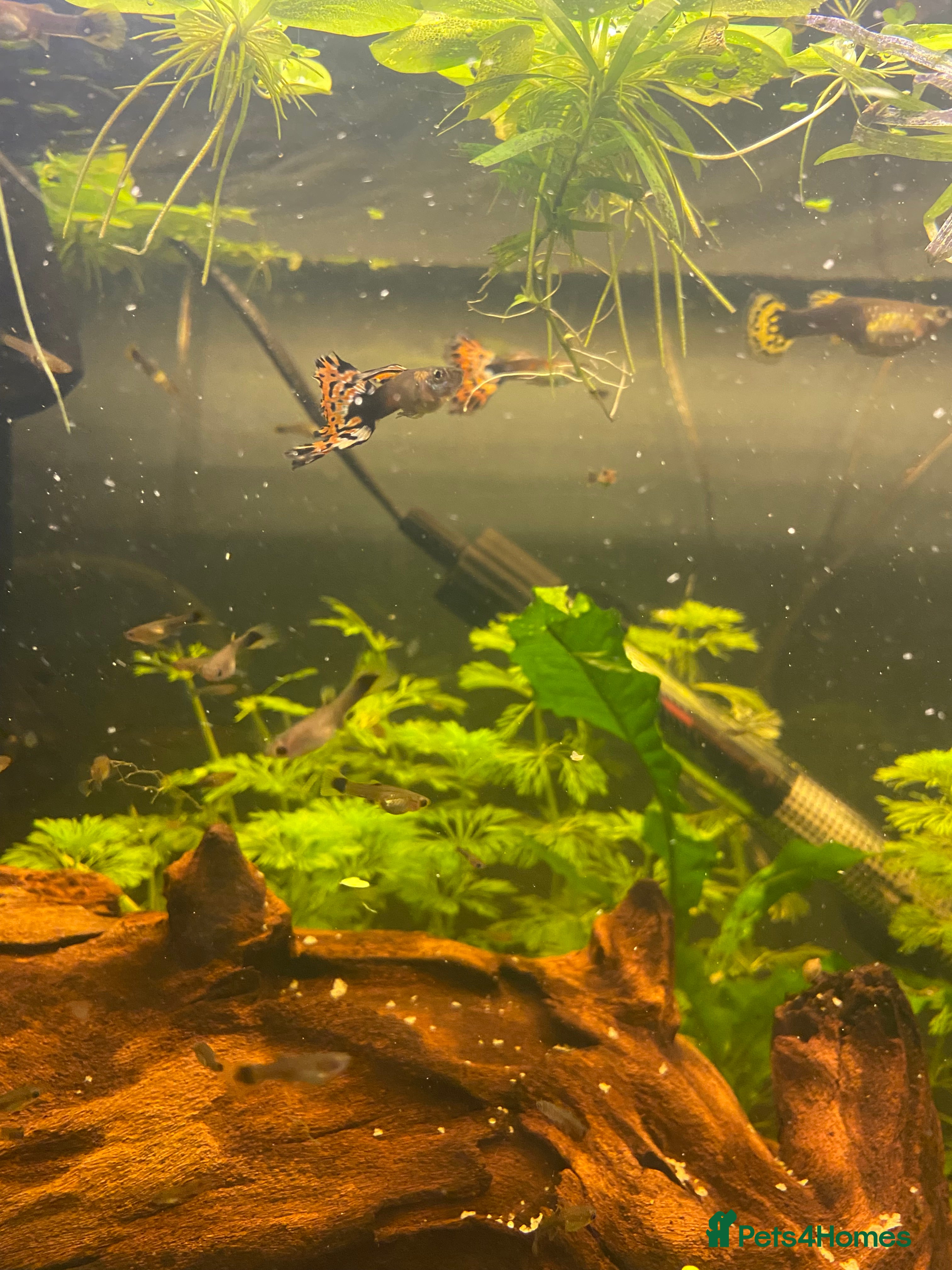 Live Bearers fish Guppy fry  in Leigh - Advert 3