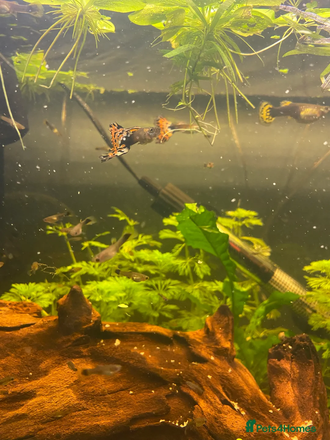 Live Bearers fish for sale: Guppy fry  in Leigh - Advert 1