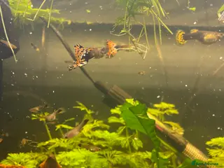 Live Bearers fish Guppy fry in Leigh - Advert 3