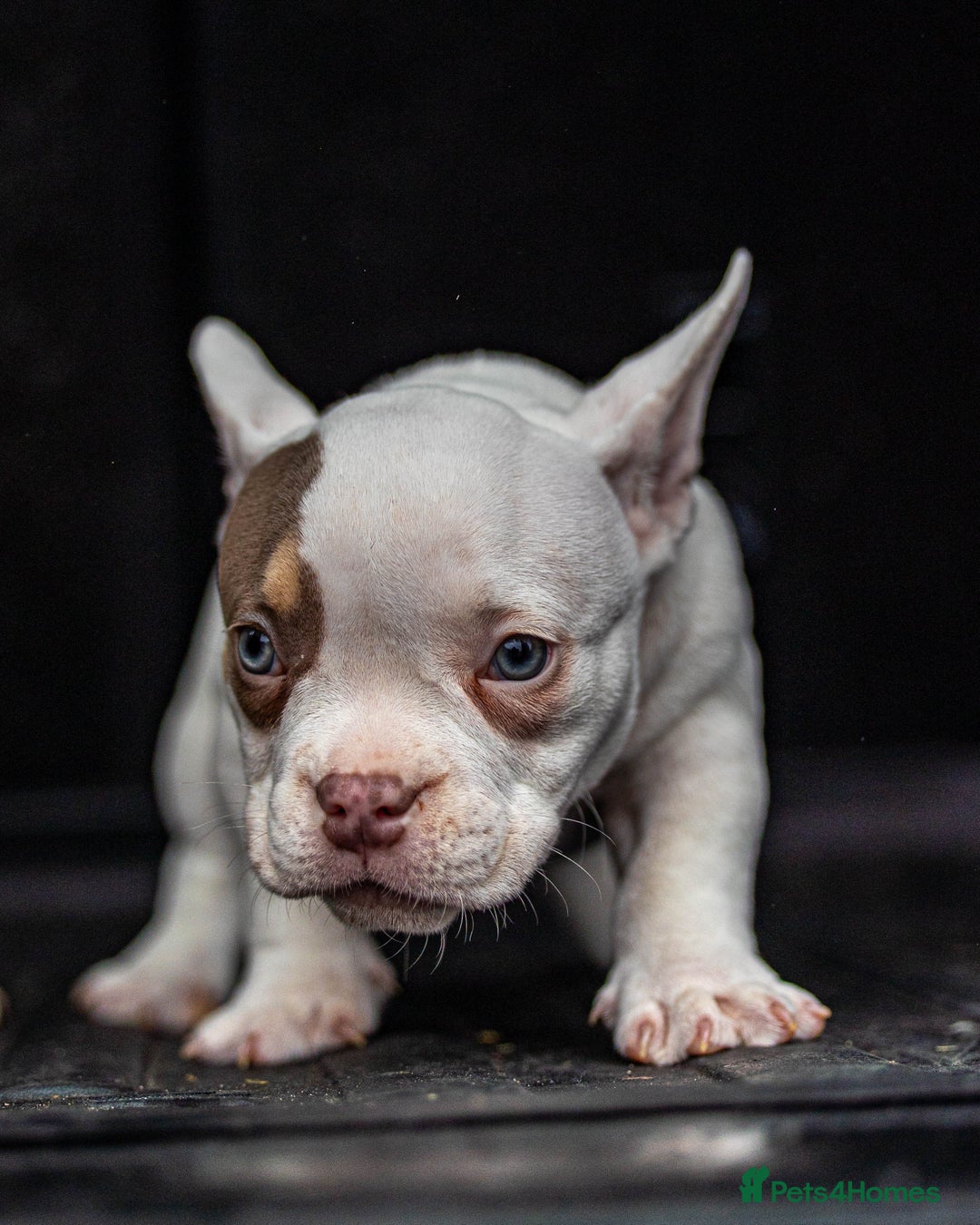 American Bully dogs for sale: Micro exotic bully’s  - Image 13