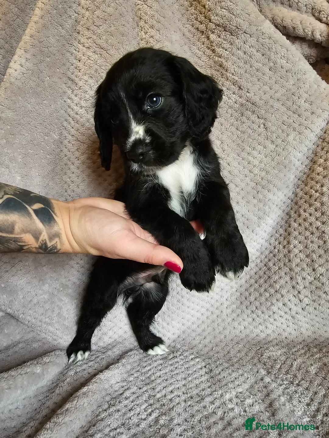 Sprocker dogs for sale: Sprocker Spaniel Puppies * only 1 left * - Advert 13