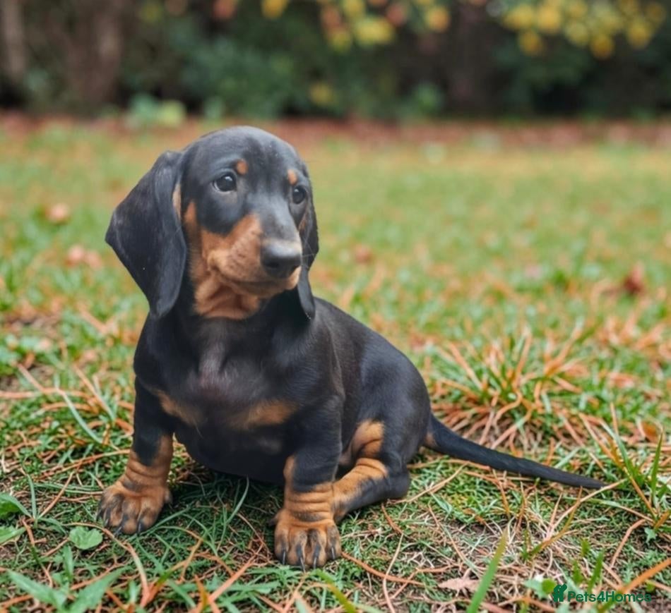 Dachshund dogs Champion Bloodline Standard Dachshund - Advert 2