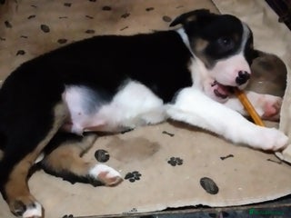 Border Collie dogs *Ready*Cheekey Chaps*Ready* - Advert 6