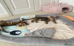 Bengal cats for sale: One Girl left .😻✨TICA registered  - Image 7