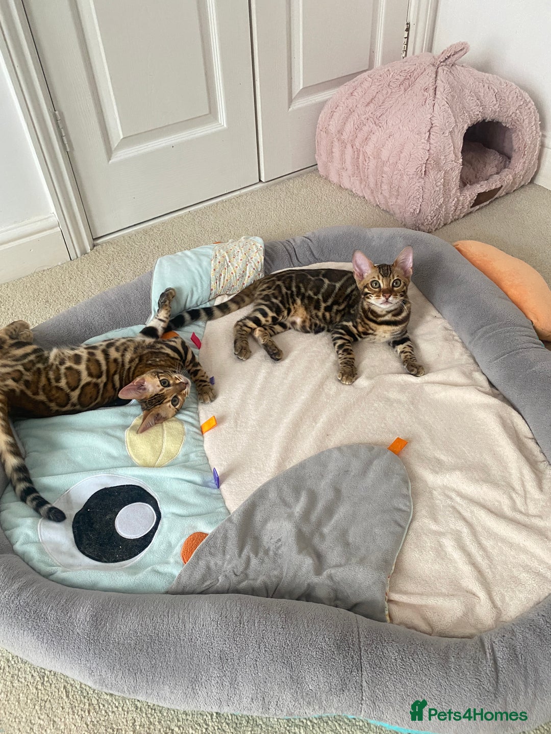 Bengal cats for sale: One Girl left .😻✨TICA registered  - Image 7