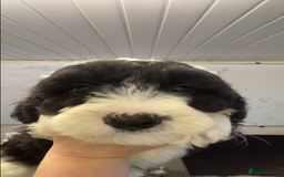 Mixed Breed dogs for sale: Bearded Collie cross Miniature Poodle Puppies - Image 6