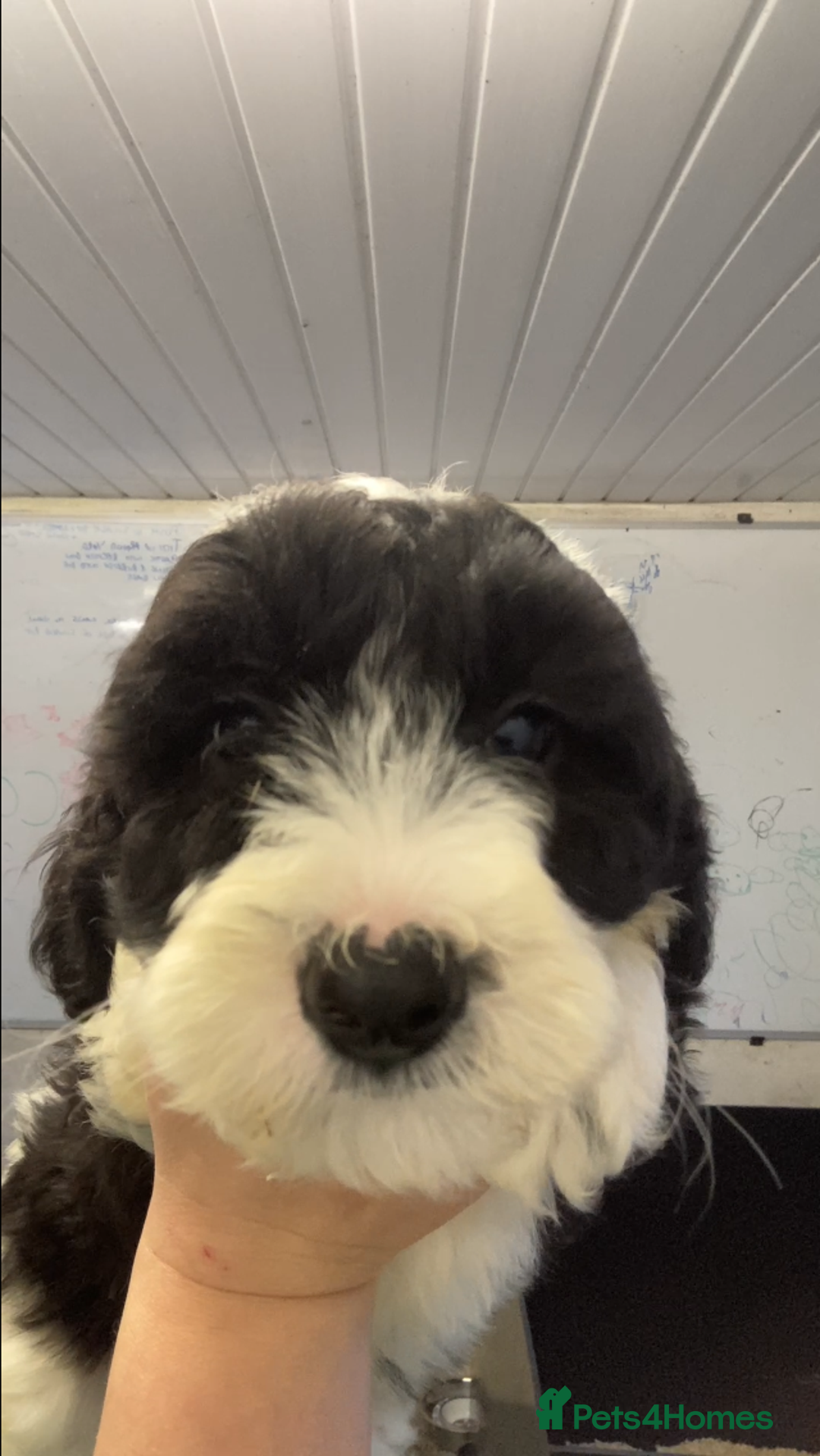 Mixed Breed dogs for sale: Bearded Collie cross Miniature Poodle Puppies - Image 6