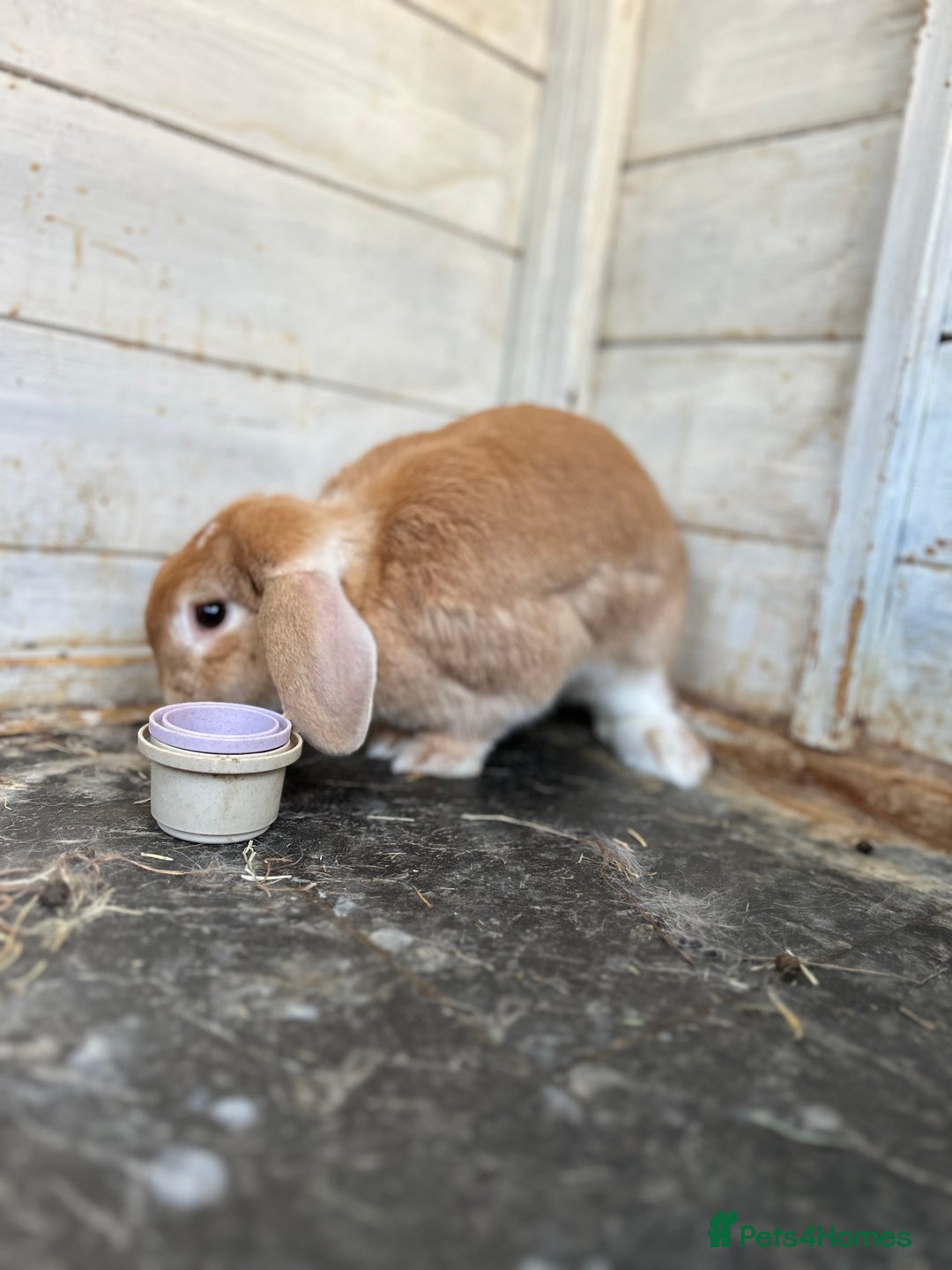 Mini Lop rabbits for sale: 2 x mini lop rabbits  - Image 6