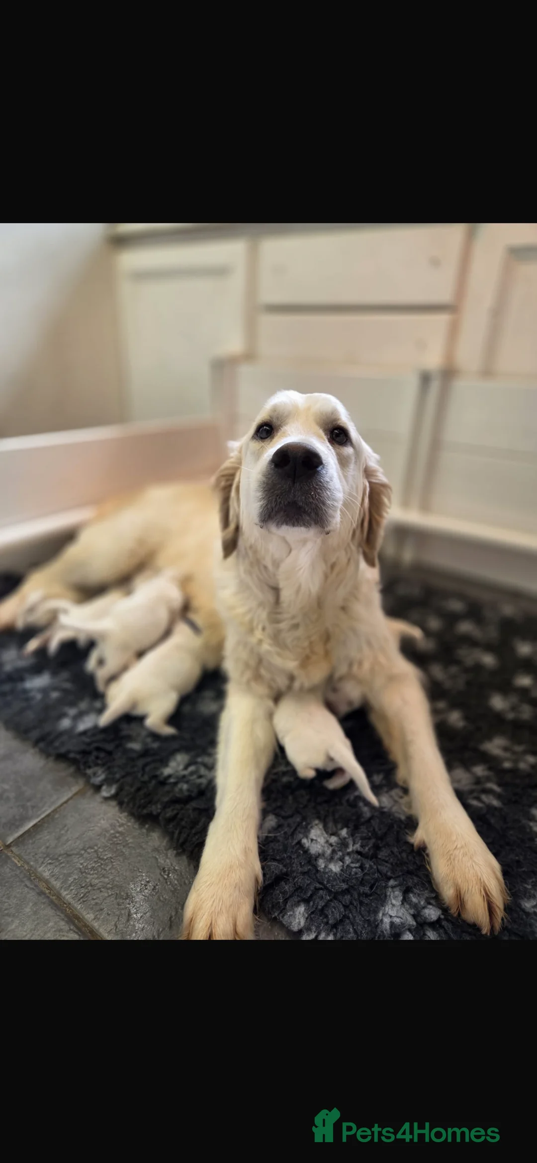 Golden Retriever dogs for sale: Beautiful golden retrievers pups  - Advert 2