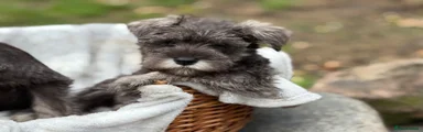 Miniature Schnauzer 1