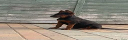 Chinese Red Dog dogs for sale: Chinese red dog puppies  - Advert 8