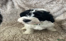 Havanese dogs for sale: 🐾 8 Havanese Puppies for Their Forever Homes 🐾 - Image 11