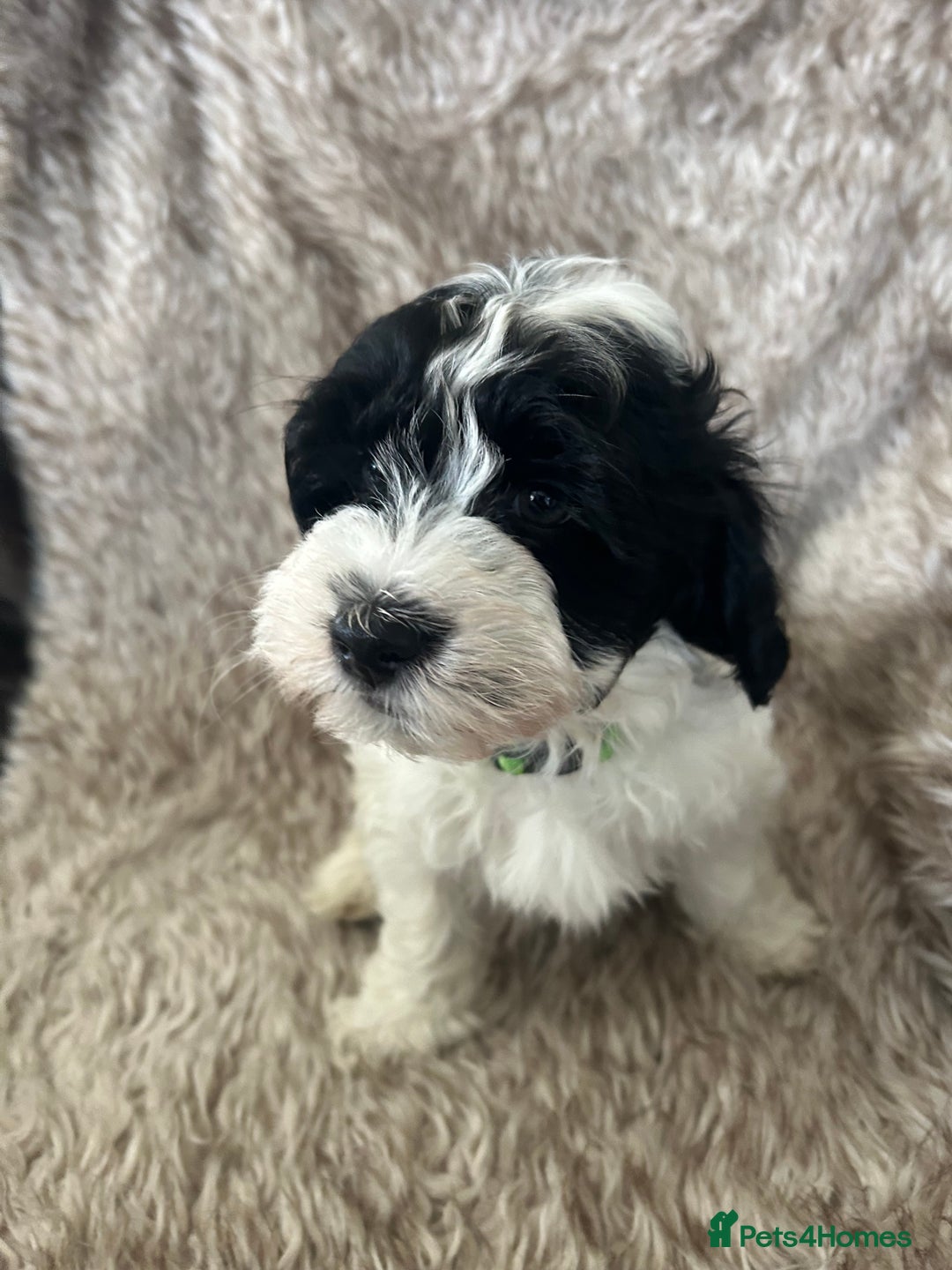 Havanese dogs for sale: 🐾 8 Havanese Puppies for Their Forever Homes 🐾 - Image 11