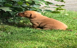 Labrador Retriever dogs for sale: STUNNING LITTER OF DARK FOX RED LABRADOR PUPPIES - Image 6