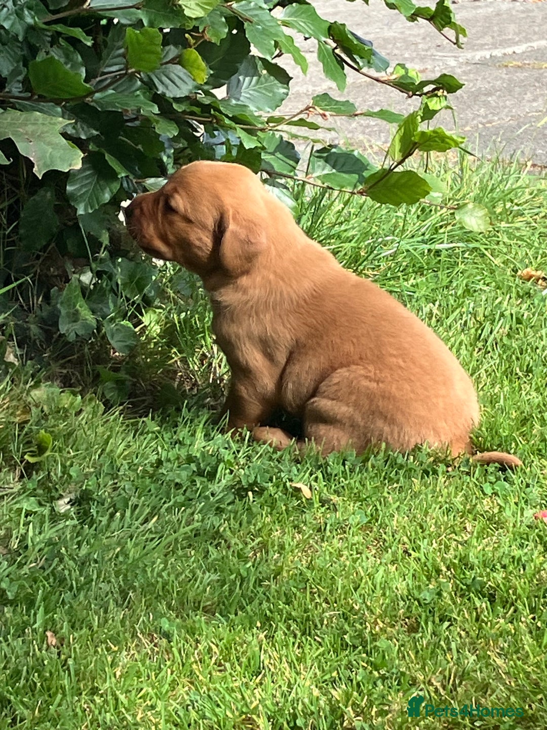 Labrador Retriever dogs for sale: STUNNING LITTER OF DARK FOX RED LABRADOR PUPPIES - Image 6
