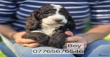 Cockapoo dogs - Advert 5