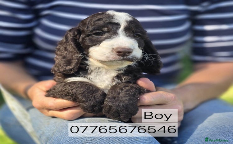 Cockapoo dogs - Advert 3