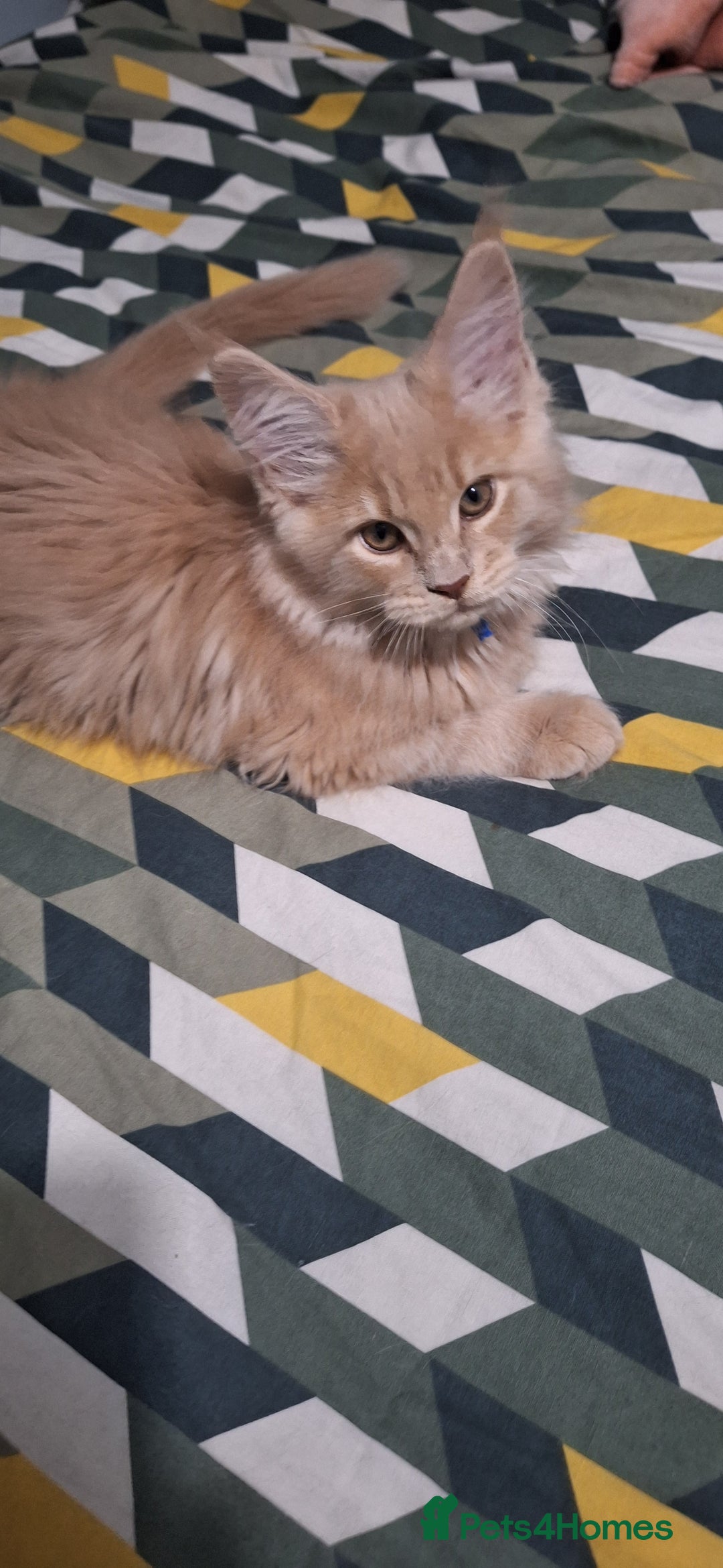 Maine Coon cats for sale: 😻 Ready Now 😻 Fluff Playful Maine Coon Kittens😻 - Advert 16