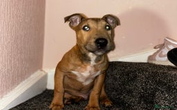 English Bull Terrier dogs for sale: Male English Bull Terrier pup - Image 2