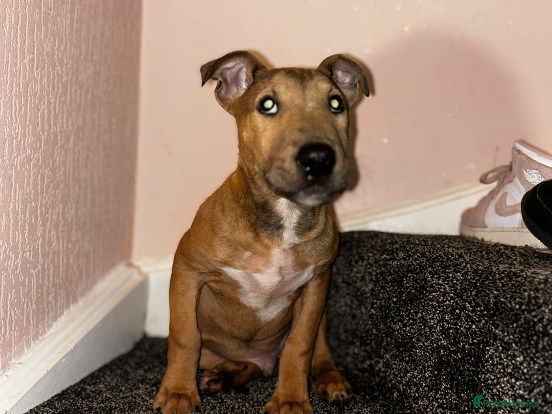 English Bull Terrier dogs for sale: Male English Bull Terrier pup - Image 2