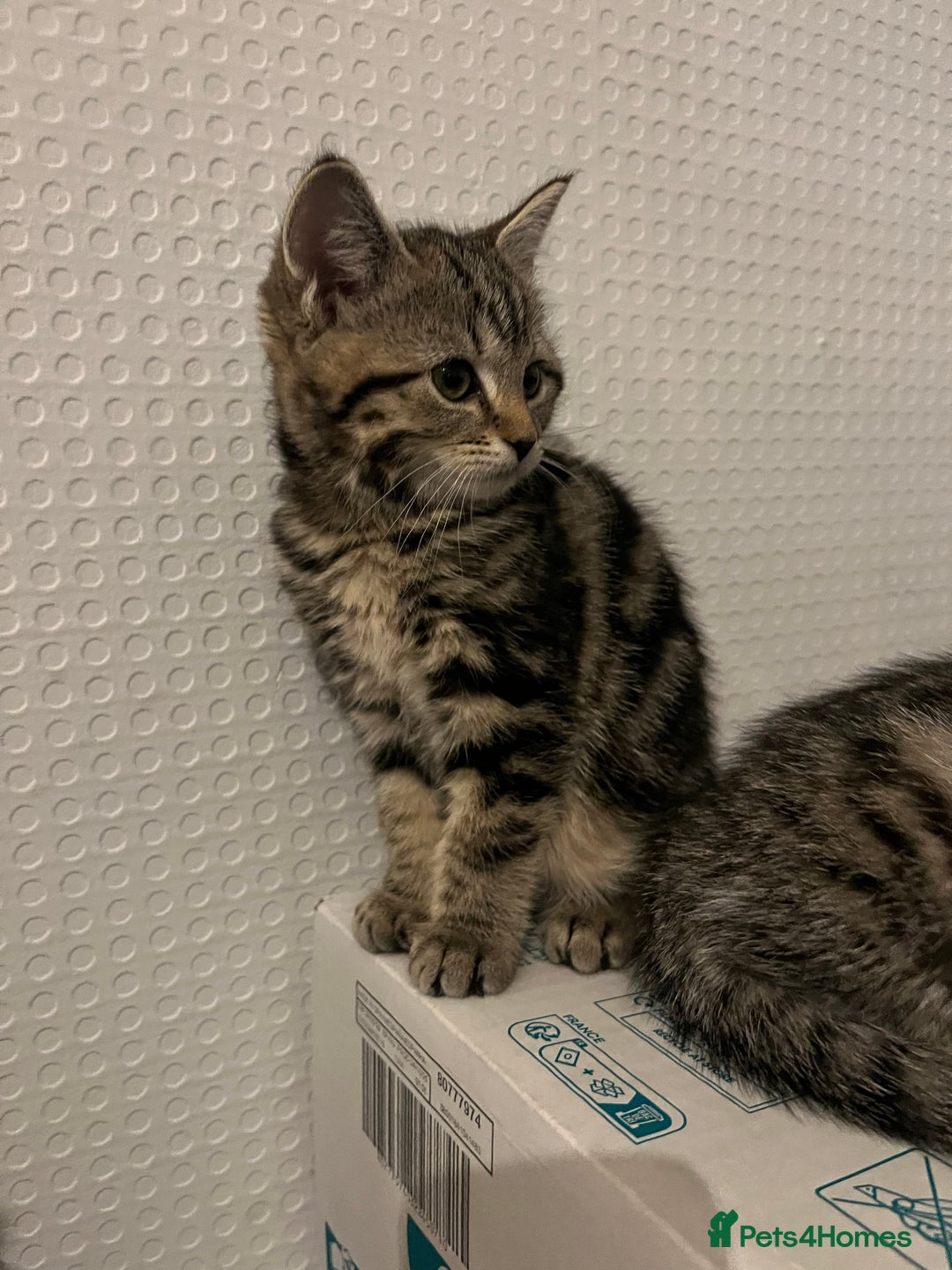 Mixed Breed cats for sale: Beautiful kittens  - Advert 6