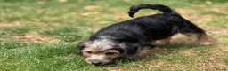 Jackapoo dogs for sale: Gorgeous jackapoo pups ready now  - Advert 5