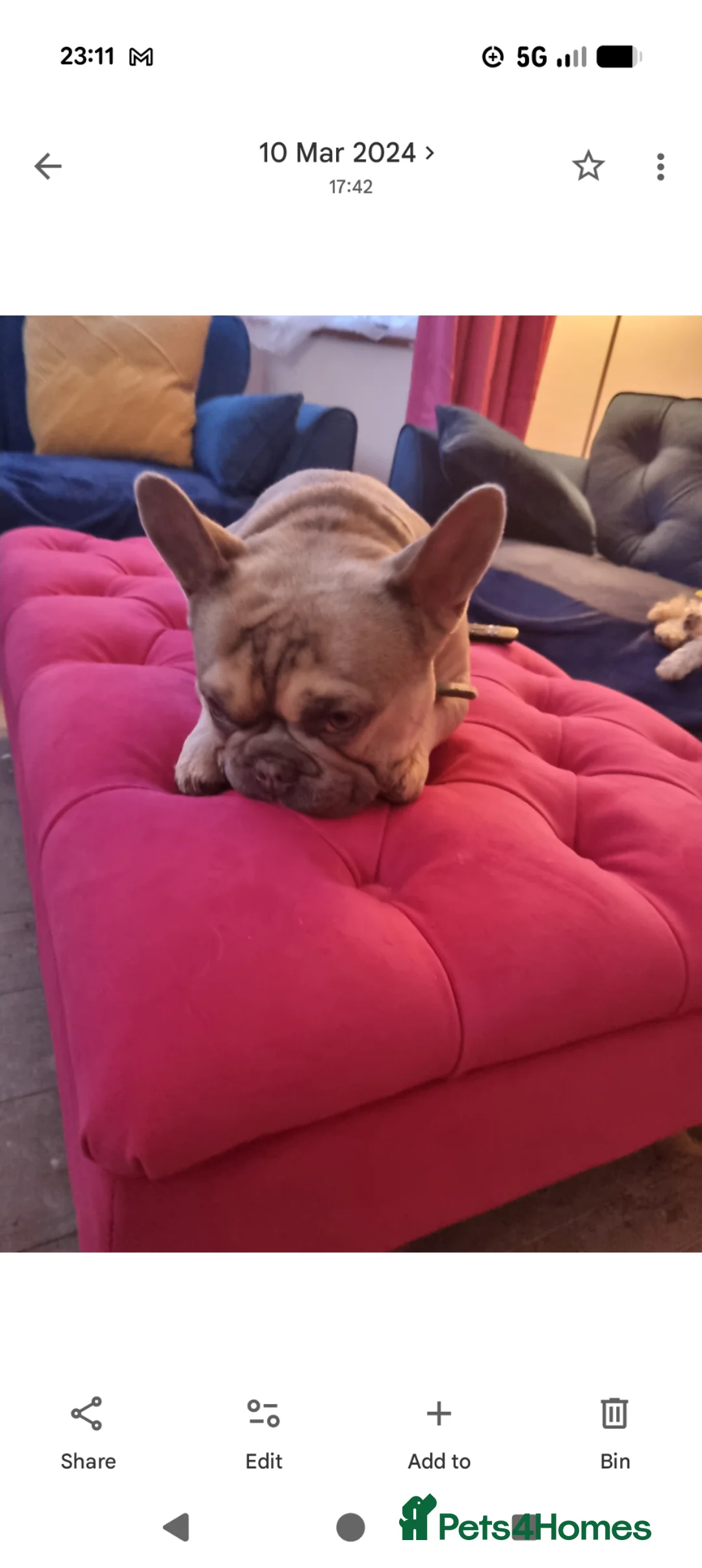 French Bulldog dogs for sale: Albi 4year old Frenchie - Advert 1