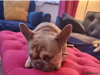 French Bulldog dogs Albi 4year old Frenchie - Advert 1
