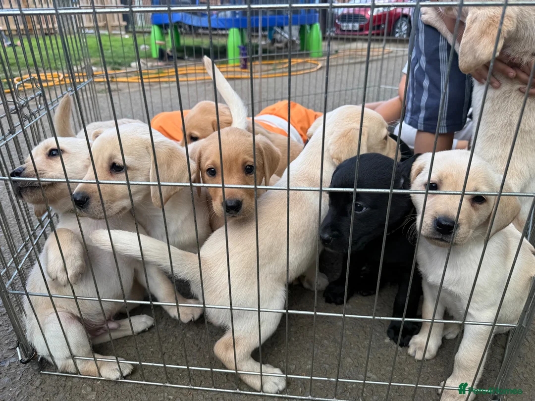 Labrador Retriever dogs for sale: Beautiful KC Registered Labrador Puppies  - Advert 2