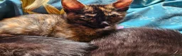 Mixed Breed cats for sale: 1 Ghost Tabby, 1 Tortoiseshell and 1 Black kittens in Cranbrook - Advert 17