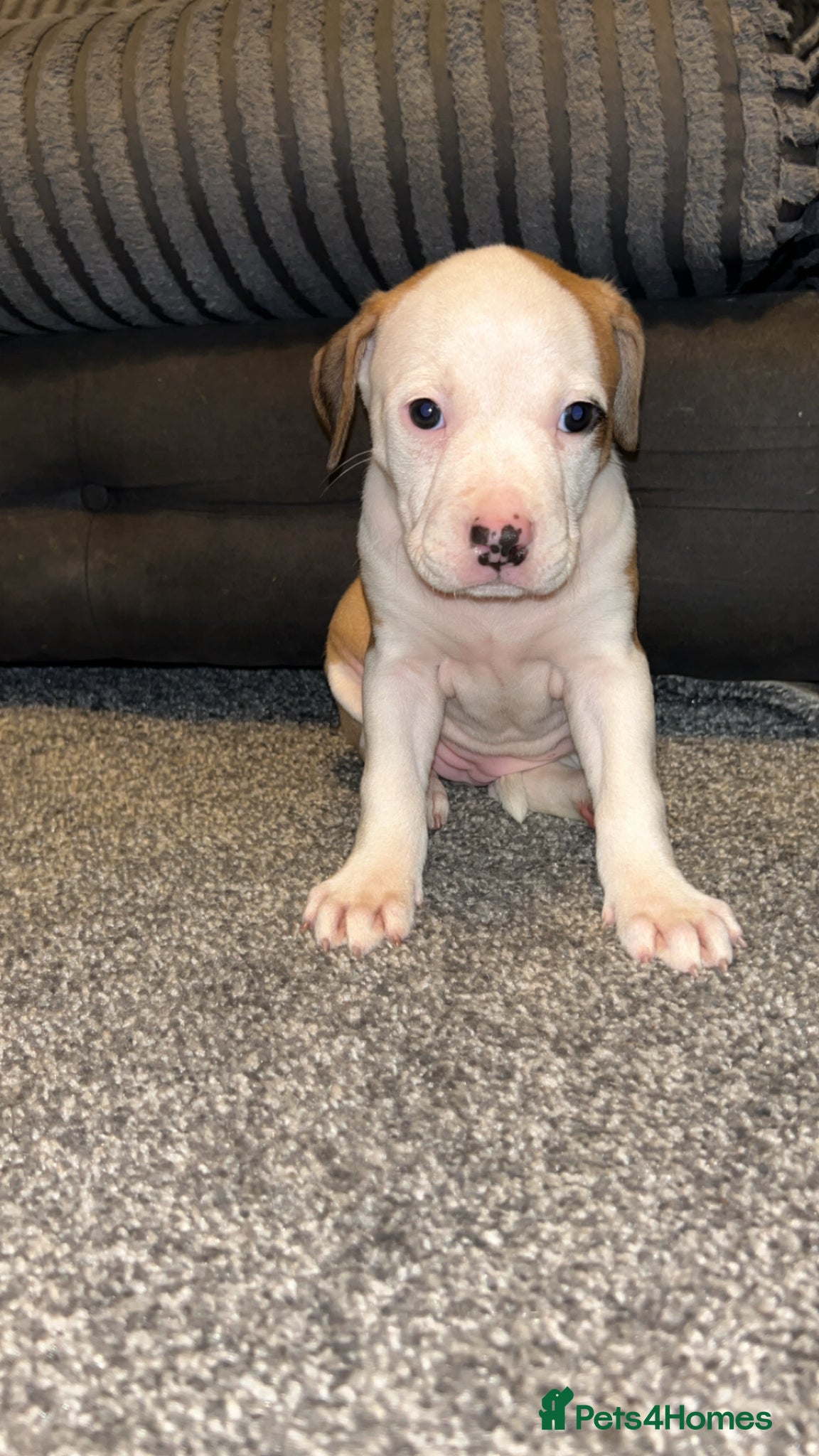 American Bulldog dogs Only 2 Stunning American bulldogs left  - Advert 13