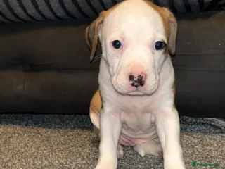 American Bulldog dogs Only 2 Stunning American bulldogs left - Advert 13