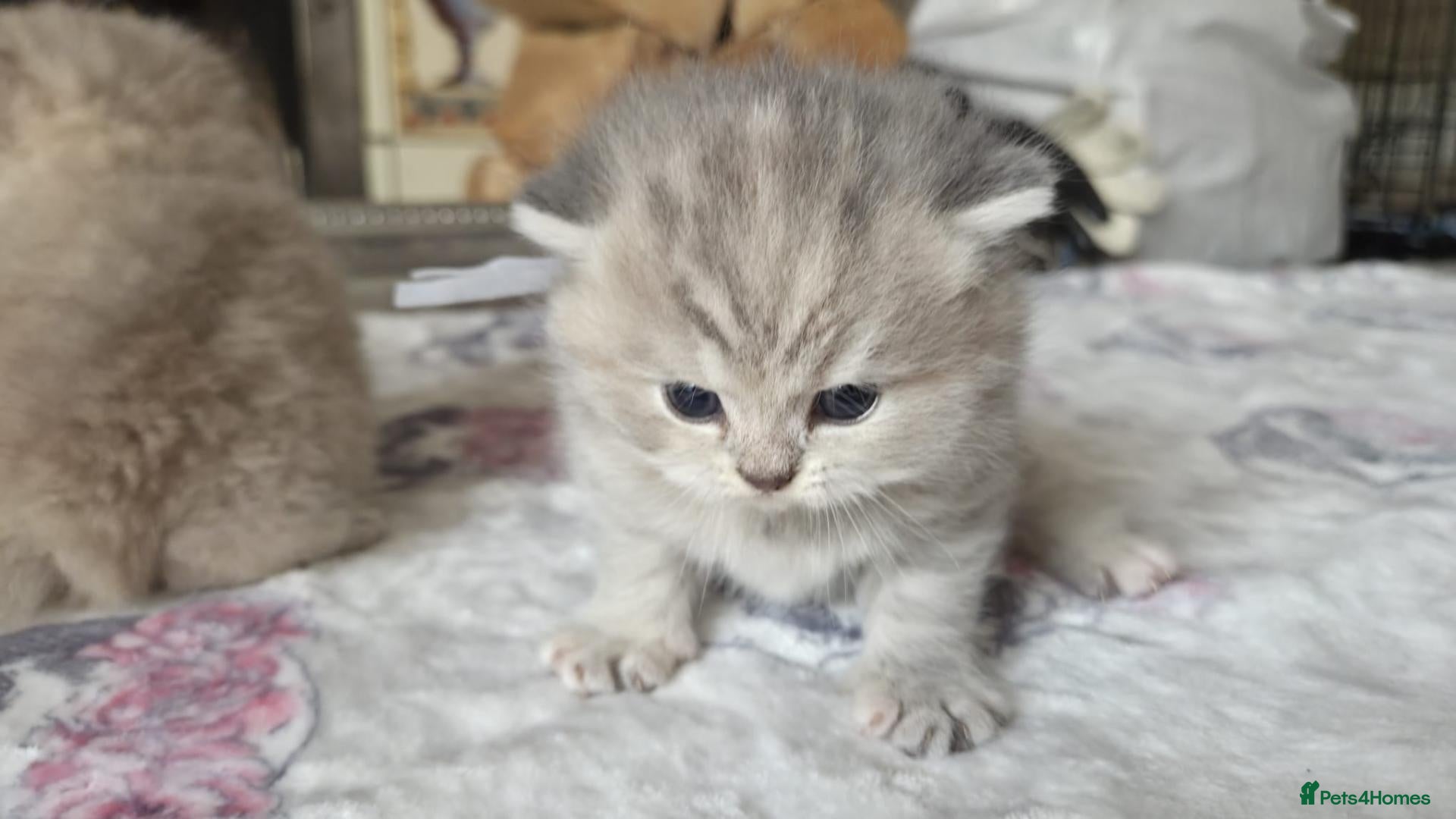British Shorthair cats six beautiful British Shorthair  - Advert 1