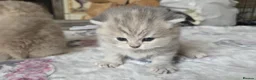 British Shorthair cats for sale: six beautiful British Shorthair  in Halifax - Advert 1