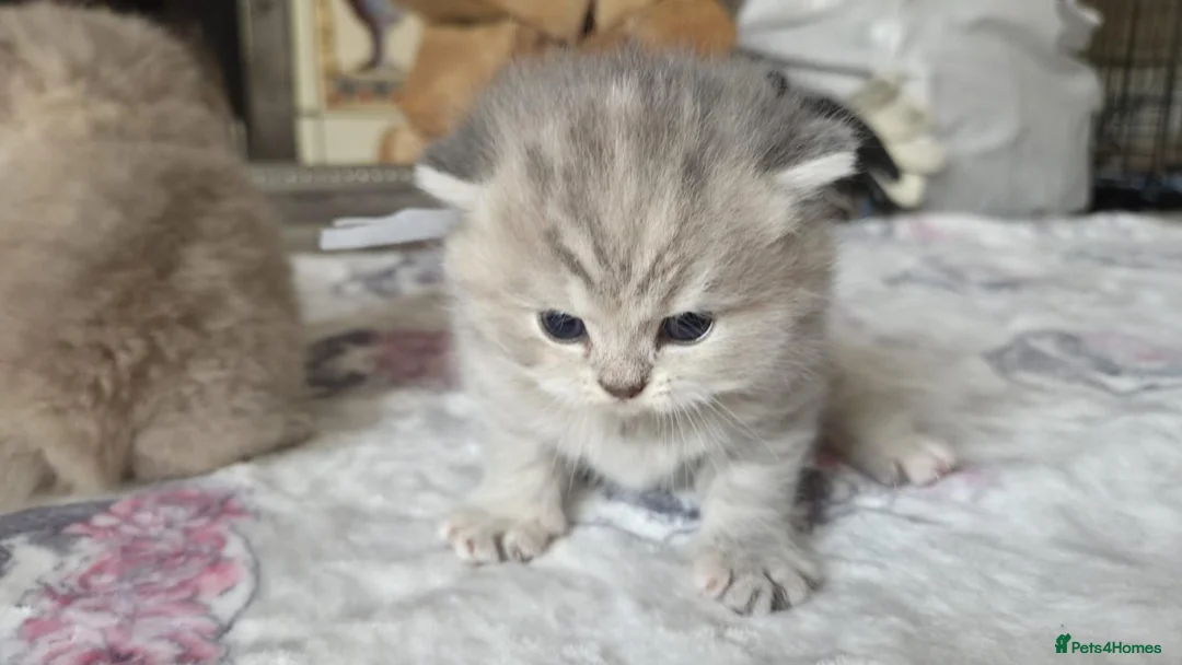 British Shorthair cats for sale: six beautiful British Shorthair  in Halifax - Advert 1