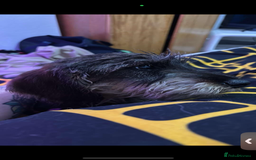Dachshund dogs for sale: Male Wirehaired dachshund *PET ONLY HOME!!!  - Image 2