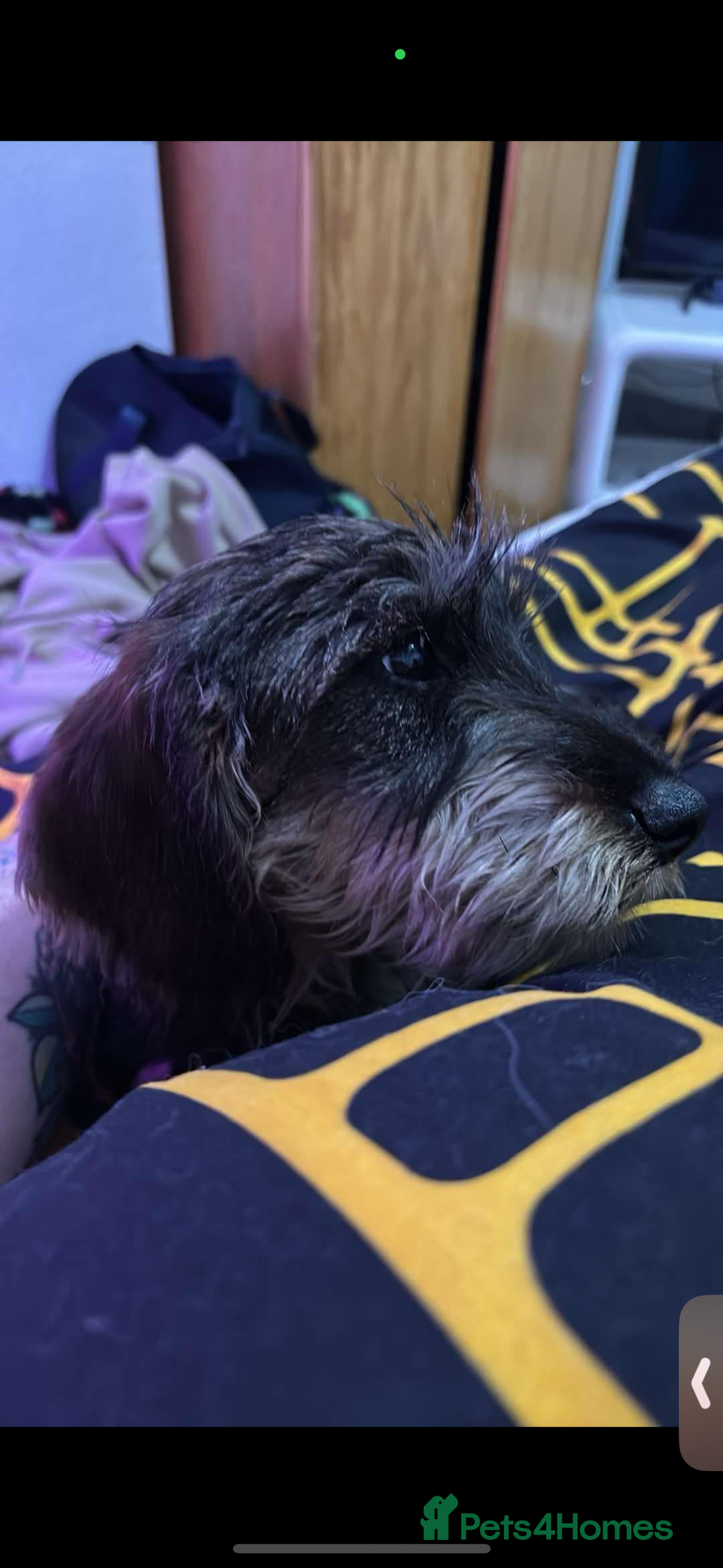 Dachshund dogs for sale: Male Wirehaired dachshund *PET ONLY HOME!!!  - Image 2
