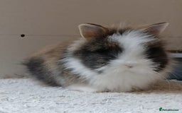 Lionhead rabbits for sale: Pair of lionhead bunnies - Image 8