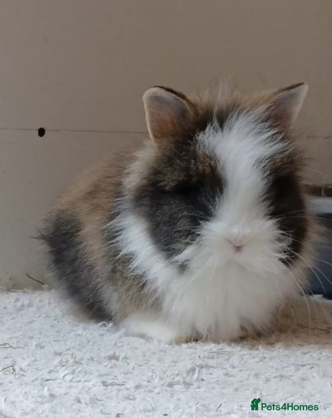 Lionhead rabbits for sale: Pair of lionhead bunnies - Image 8