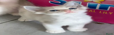 Ragdoll 1