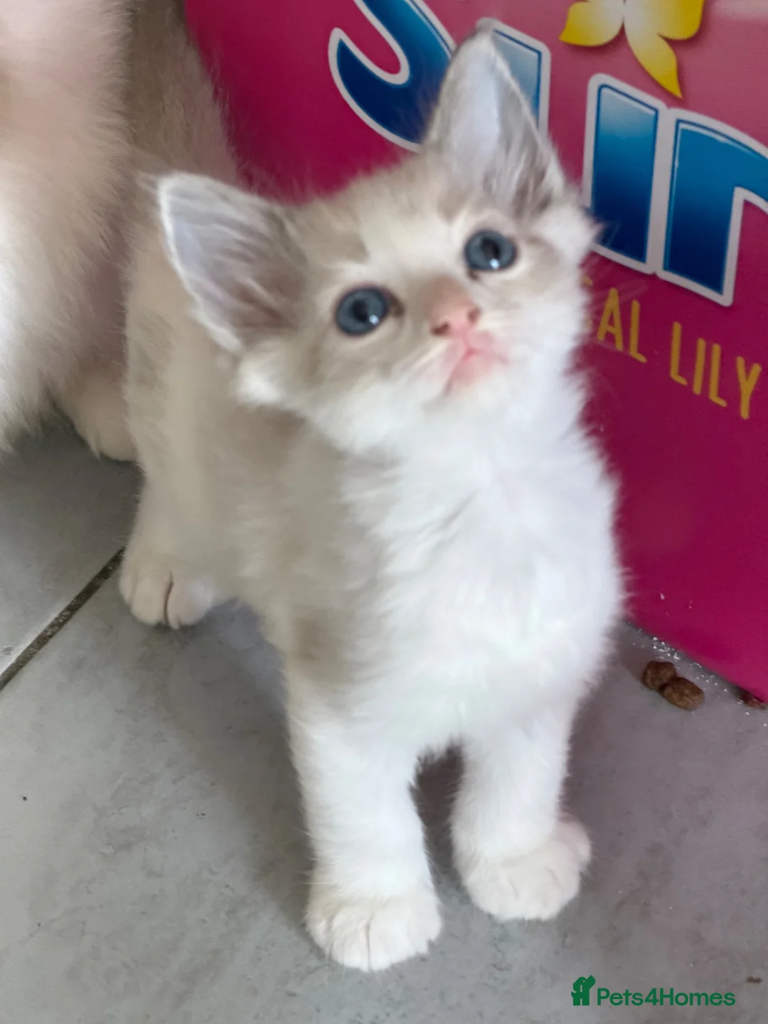 Ragdoll cats for sale: Ragdoll for sale - Advert 5